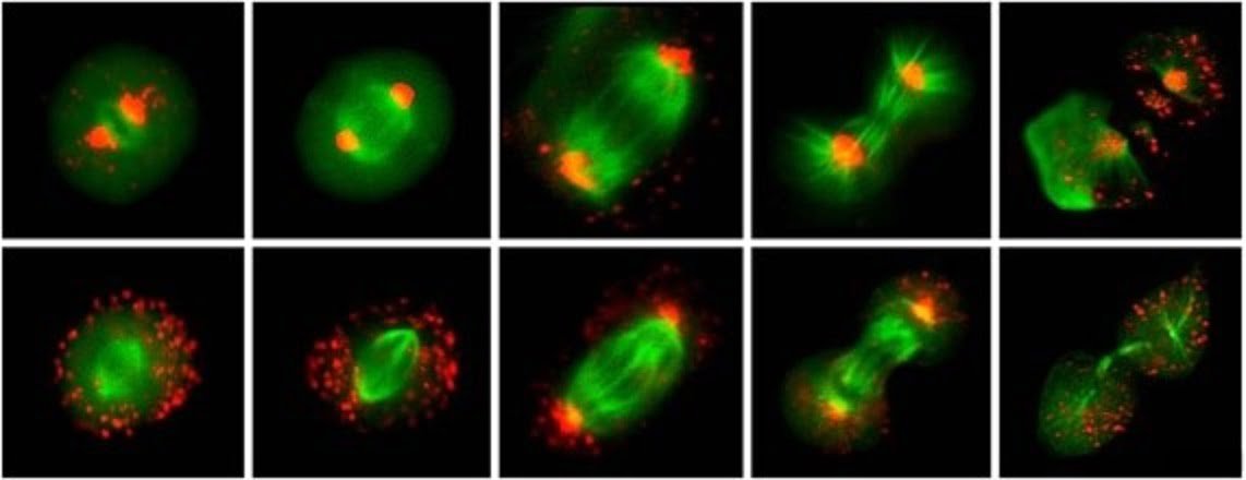 EMF Shield cell mitosis 1